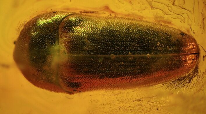 Fossil Beetle (Coleoptera) & Winged Aphid In Baltic Amber #45172